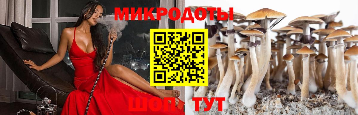 Галлюциногенные грибы Psilocybe Ноябрьск